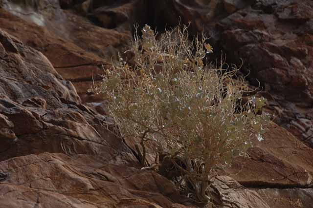 Mosaic Canyon